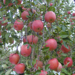 りんごの樹オーナー　2022年度の申込受付を終了します